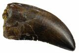 Serrated, Tyrannosaur Tooth - Judith River Formation #123511-1
